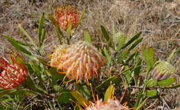 Imagem de Leucospermum gerrardii Stapf