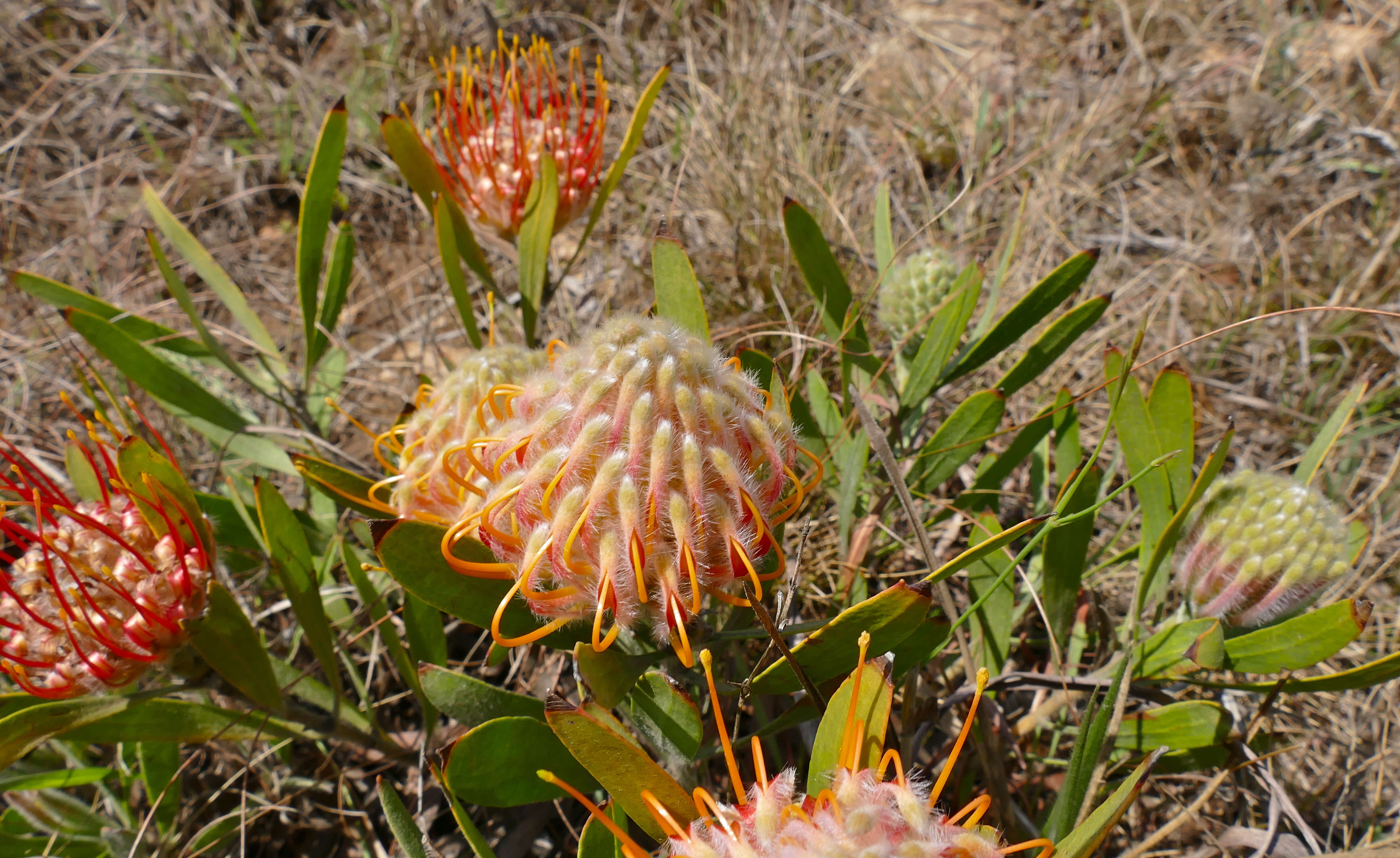 Imagem de Leucospermum gerrardii Stapf