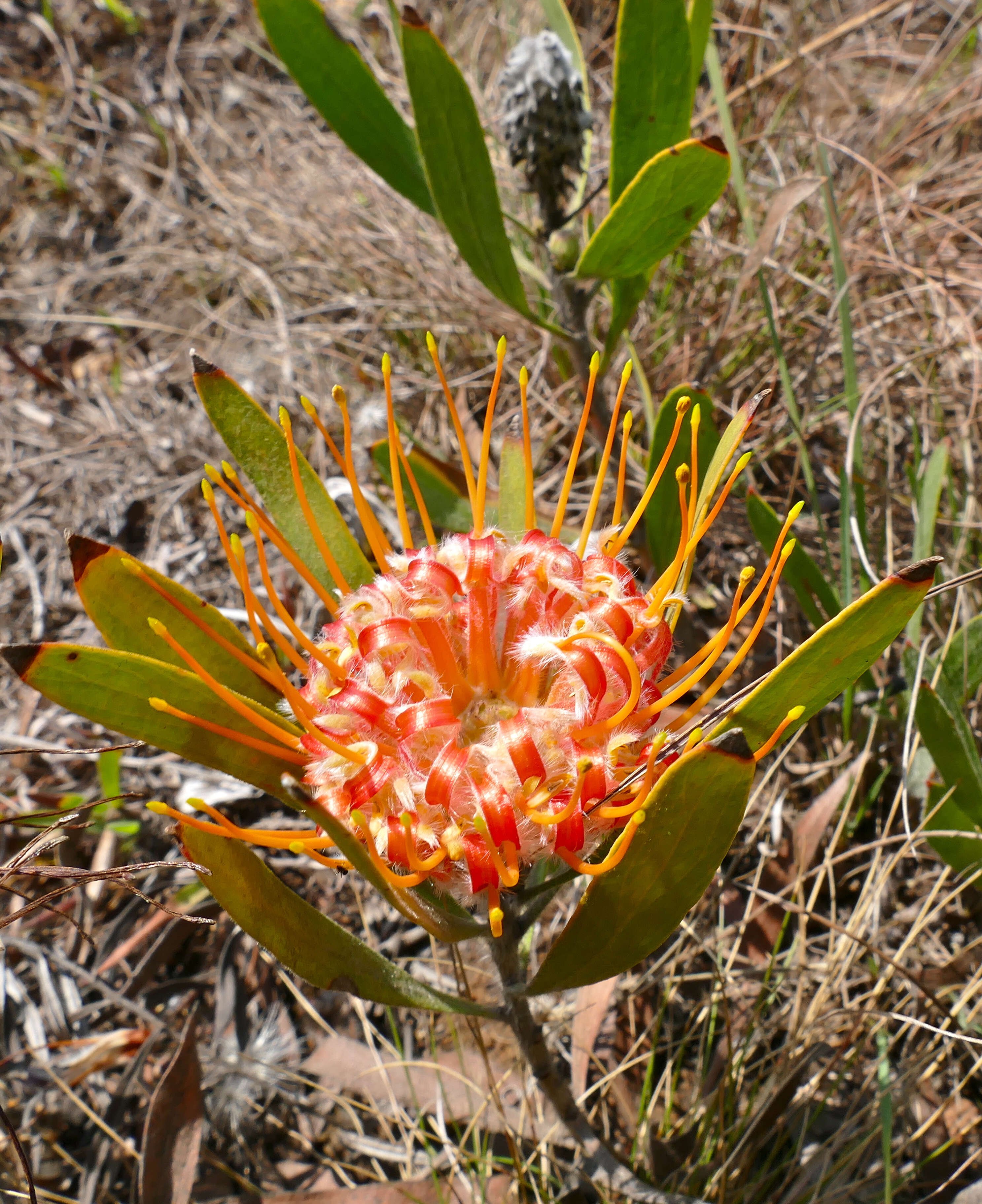 Imagem de Leucospermum gerrardii Stapf