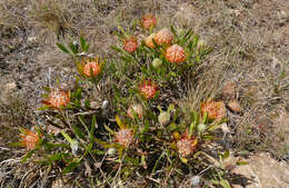 Imagem de Leucospermum gerrardii Stapf