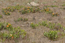 Imagem de Leucospermum gerrardii Stapf