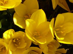 Image of winter daffodil