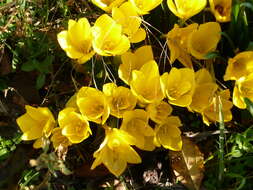 Image of winter daffodil