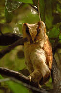 Image of Sri Lanka Bay Owl