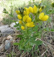 Image of prairie thermopsis