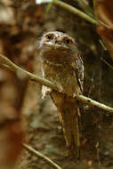 Image of Ceylon Frogmouth