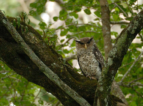 Image of Forest Eagle-owl