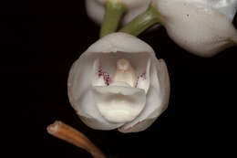 Image of Dove orchid