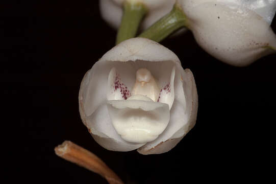 Image of Dove orchid