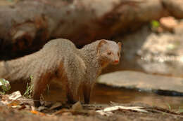 Image of Indian Gray Mongoose