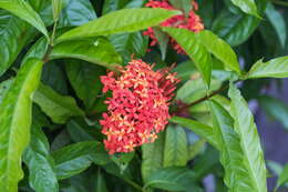 Image of ixora