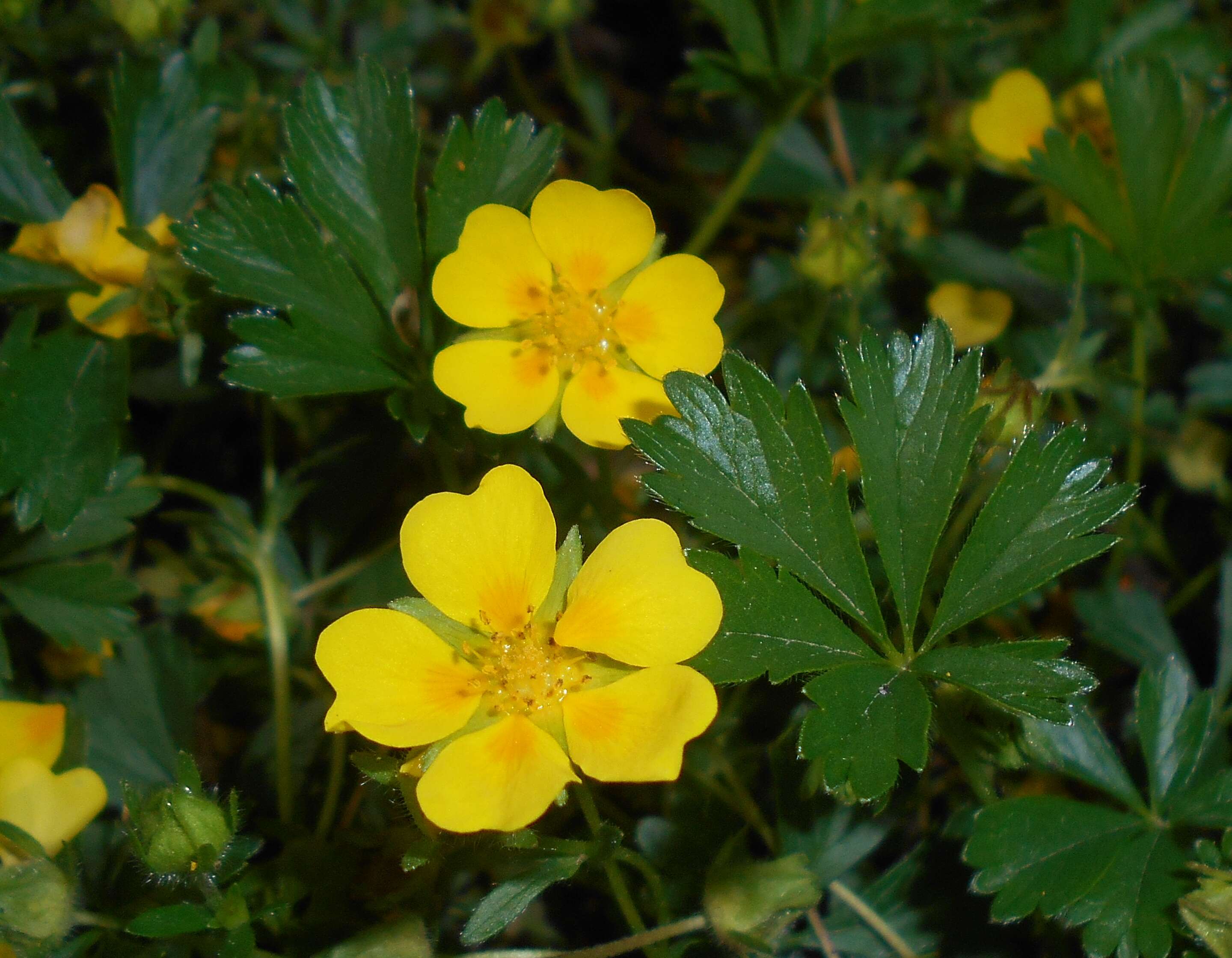 Image of spring cinquefoil