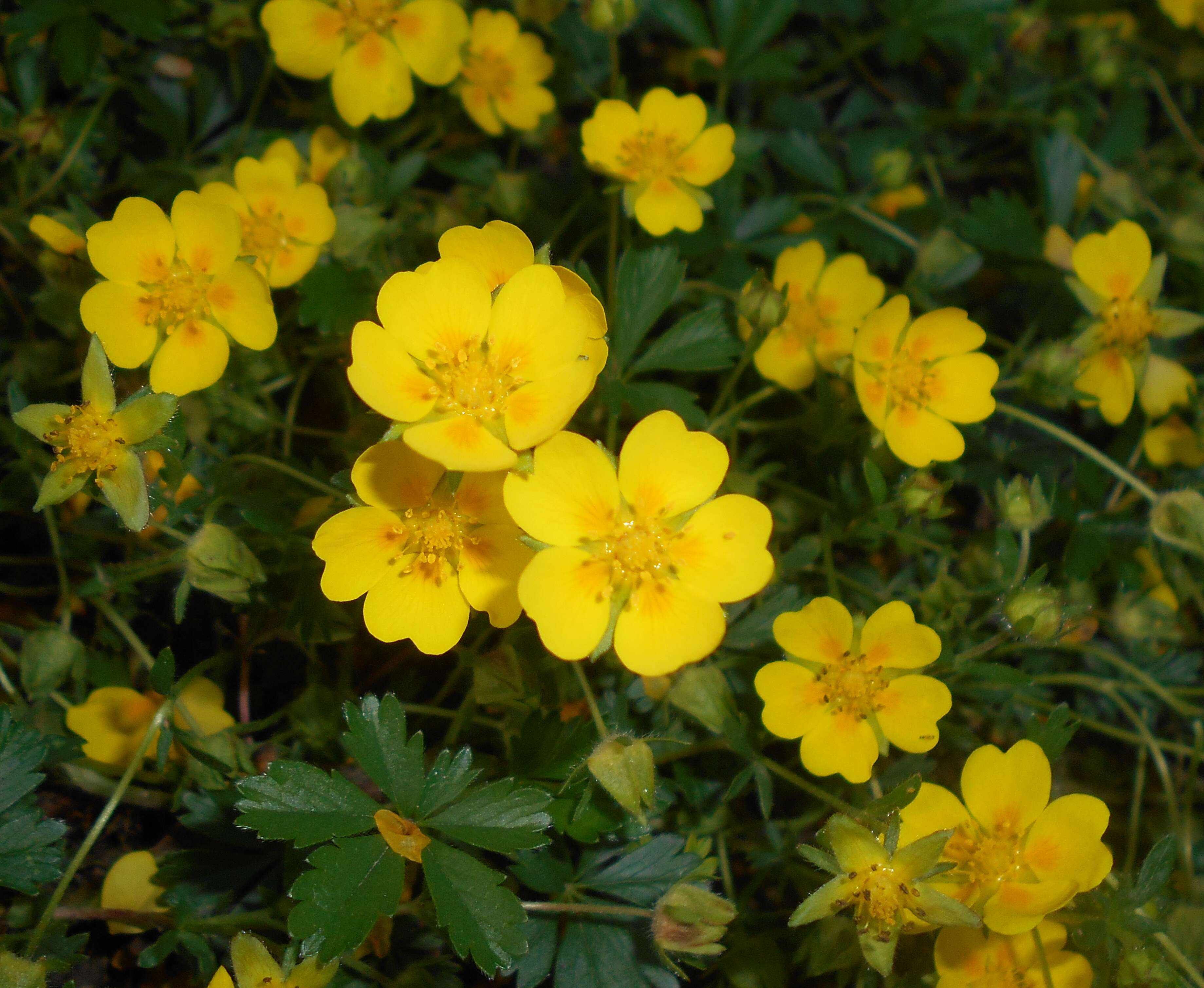 Image of spring cinquefoil