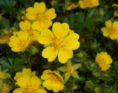 Image of spring cinquefoil