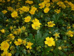 Image of spring cinquefoil