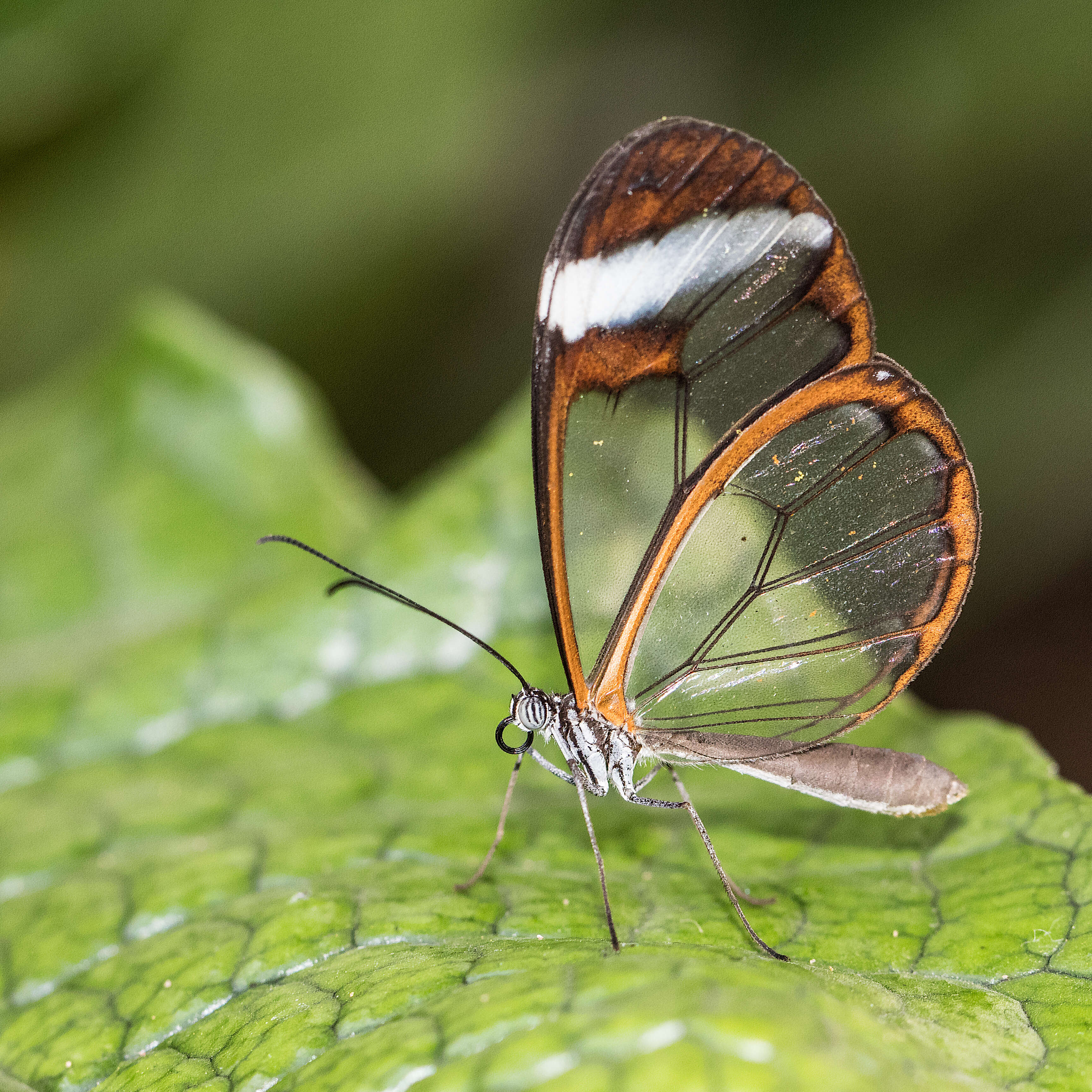 Image of Glass Wing