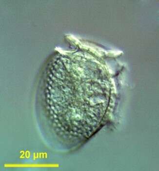 Dinophysiaceae resmi