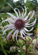 Image of Berkheya purpurea (DC.) Benth. & Hook. fil. ex Mast.