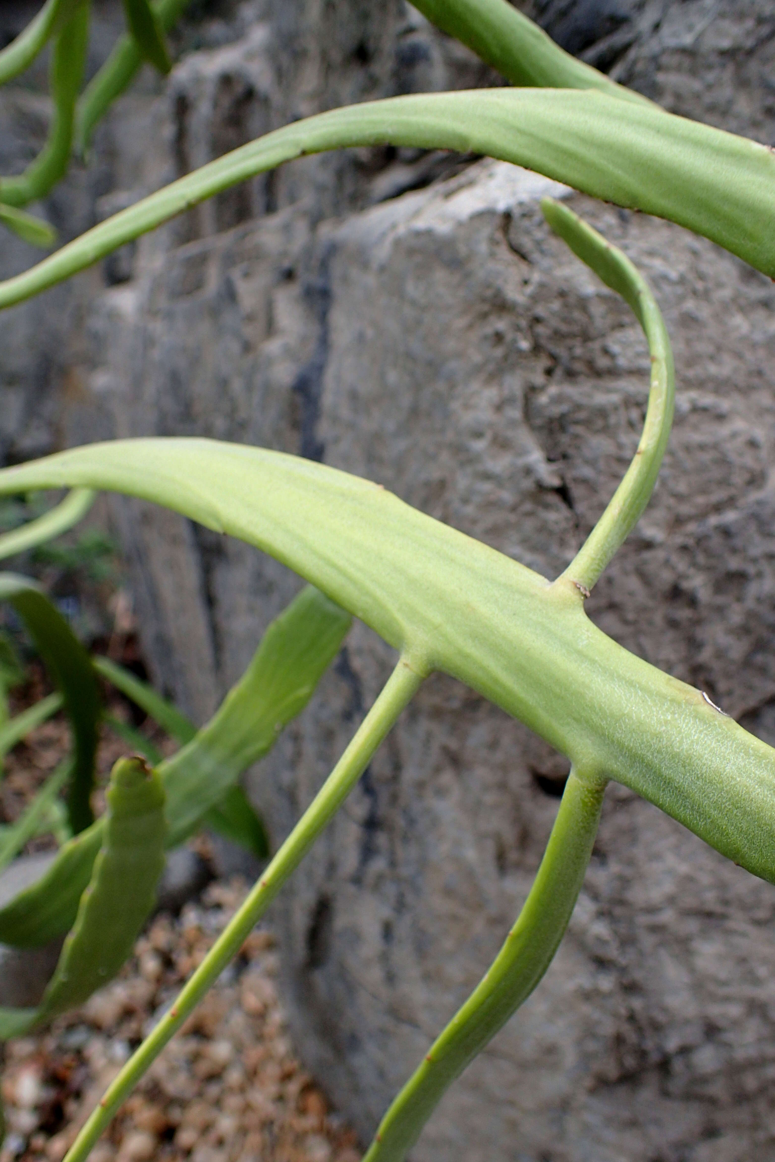 Слика од Euphorbia xylophylloides Brongn. ex Lem.