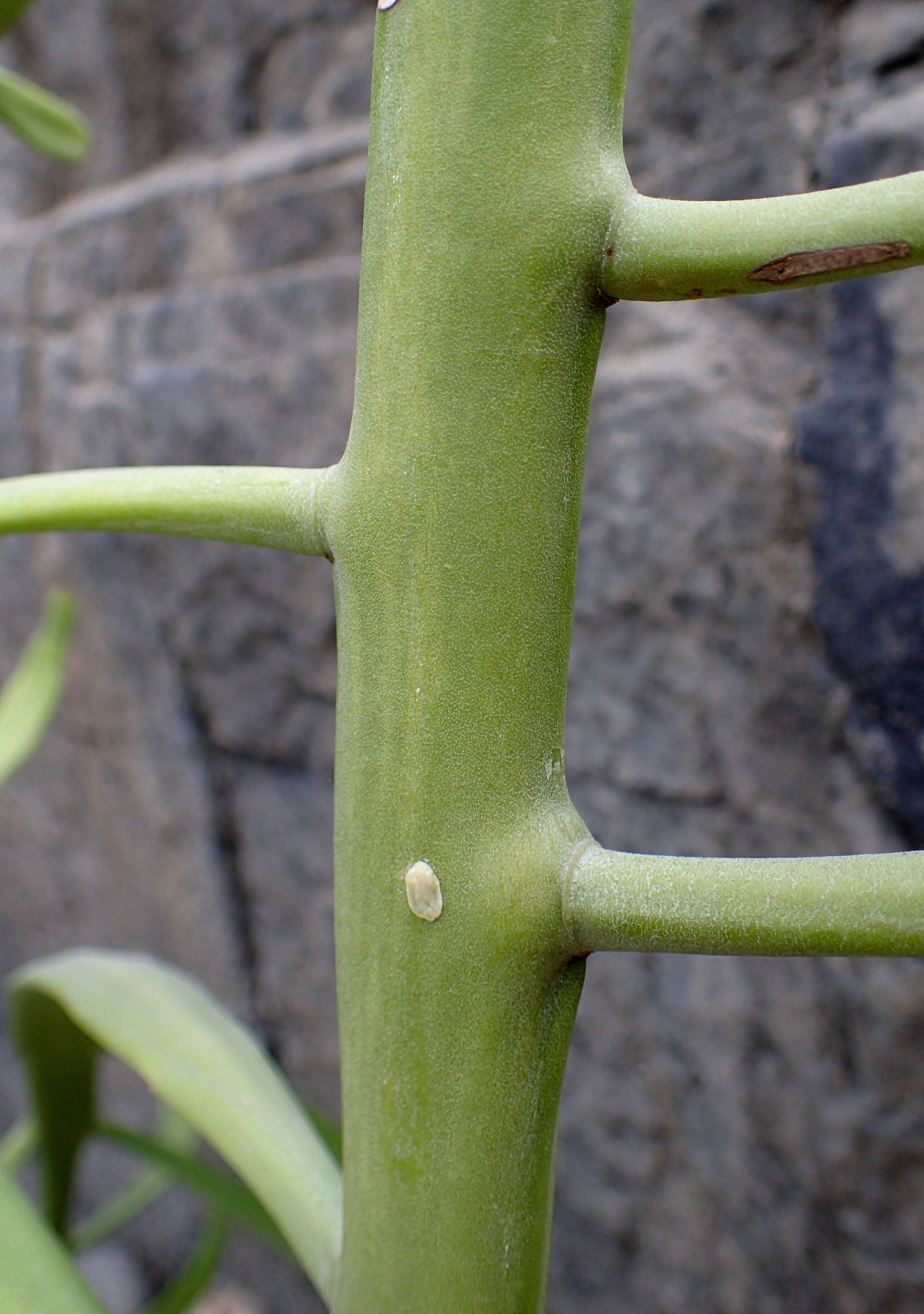 Слика од Euphorbia xylophylloides Brongn. ex Lem.