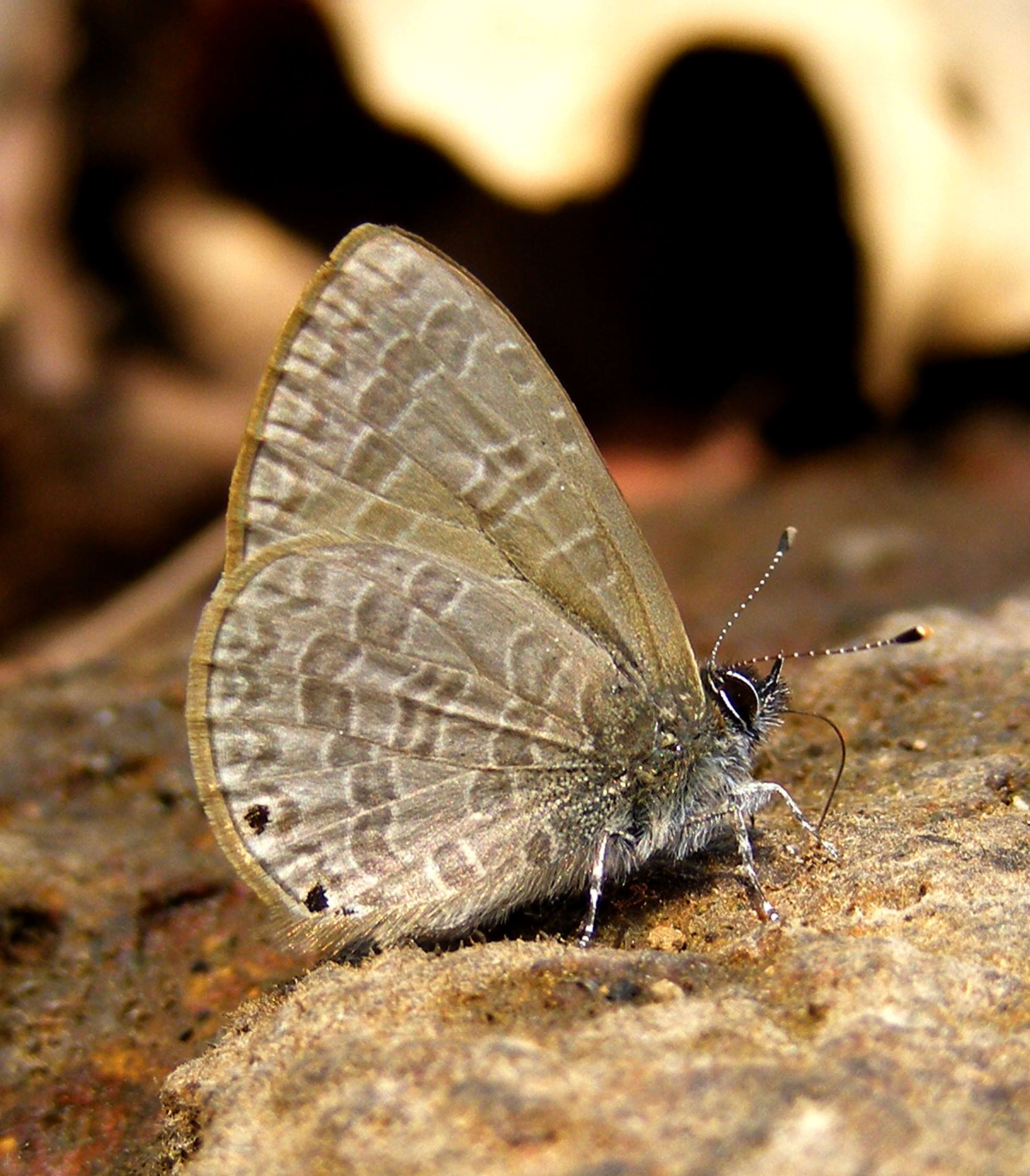 Image of Dingy Line blue