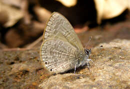 Image of Dingy Line blue