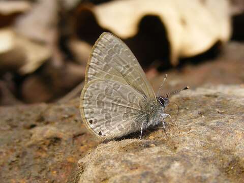 Image of Dingy Line blue