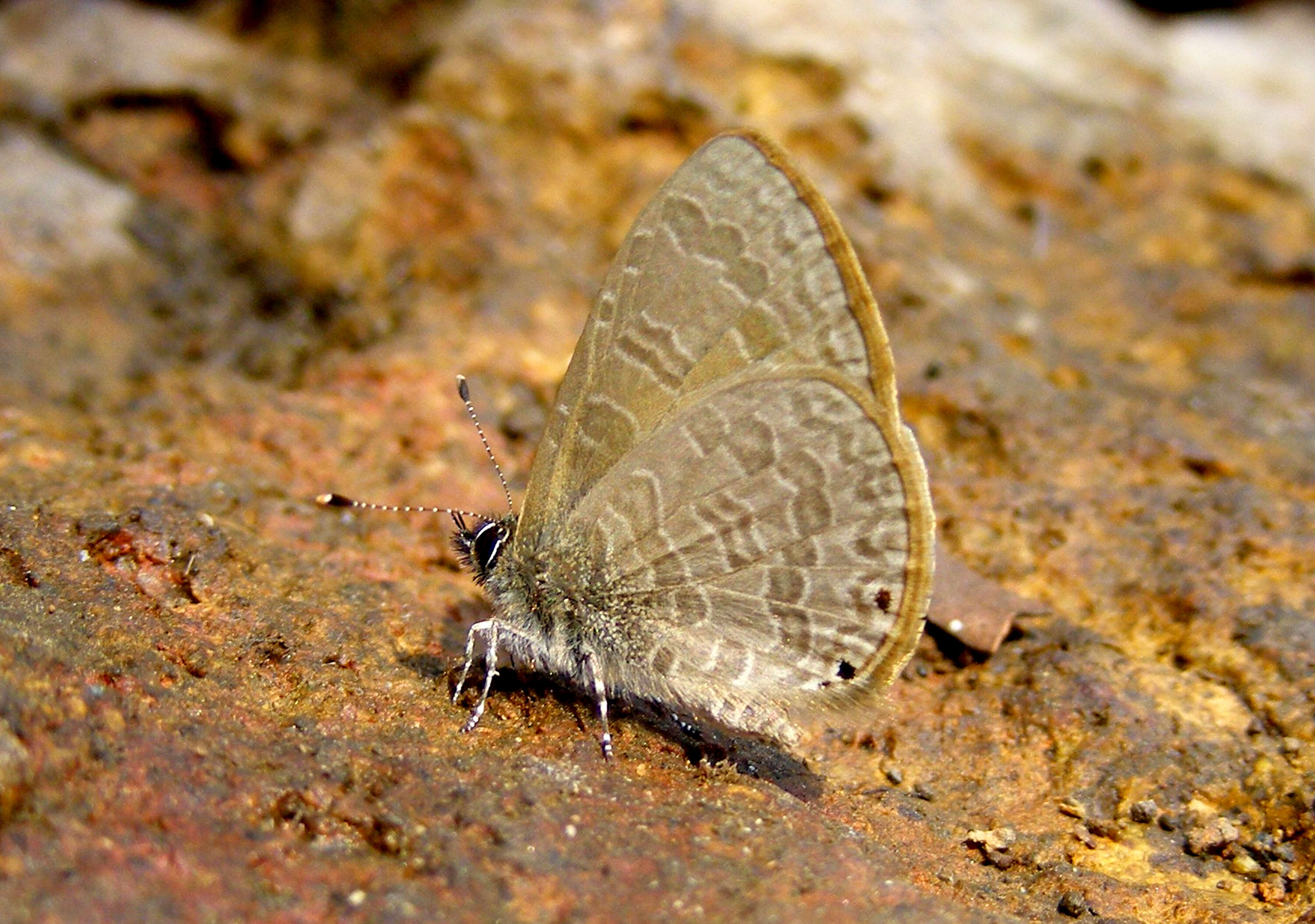 Image of Dingy Line blue