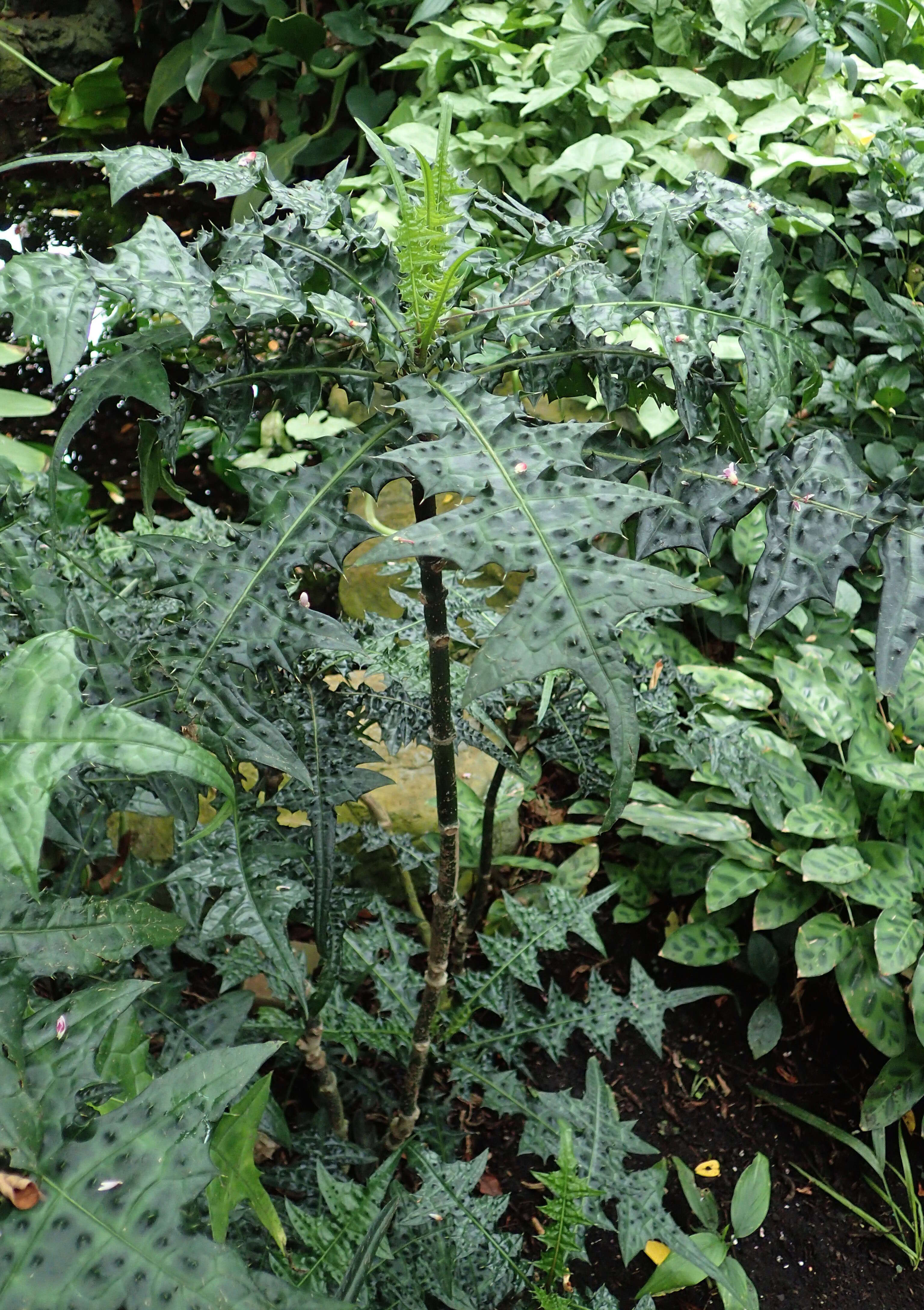 Image of Acanthus montanus (Nees) T. Anders.