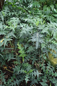 Image of Acanthus montanus (Nees) T. Anders.