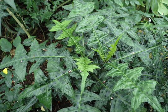 Image of Acanthus montanus (Nees) T. Anders.