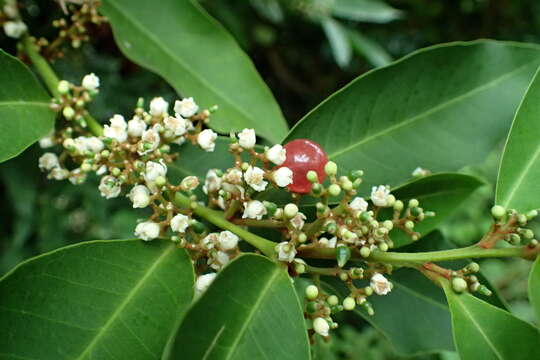 Image of Glycosmis pentaphylla (Retz.) Correa