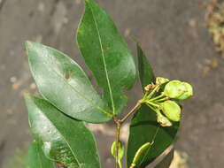 Image de Cynometra travancorica Bedd.