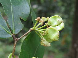 Image de Cynometra travancorica Bedd.