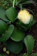 Imagem de Haemanthus albiflos Jacq.