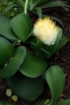 Image of Haemanthus albiflos Jacq.