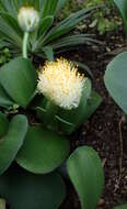 Imagem de Haemanthus albiflos Jacq.