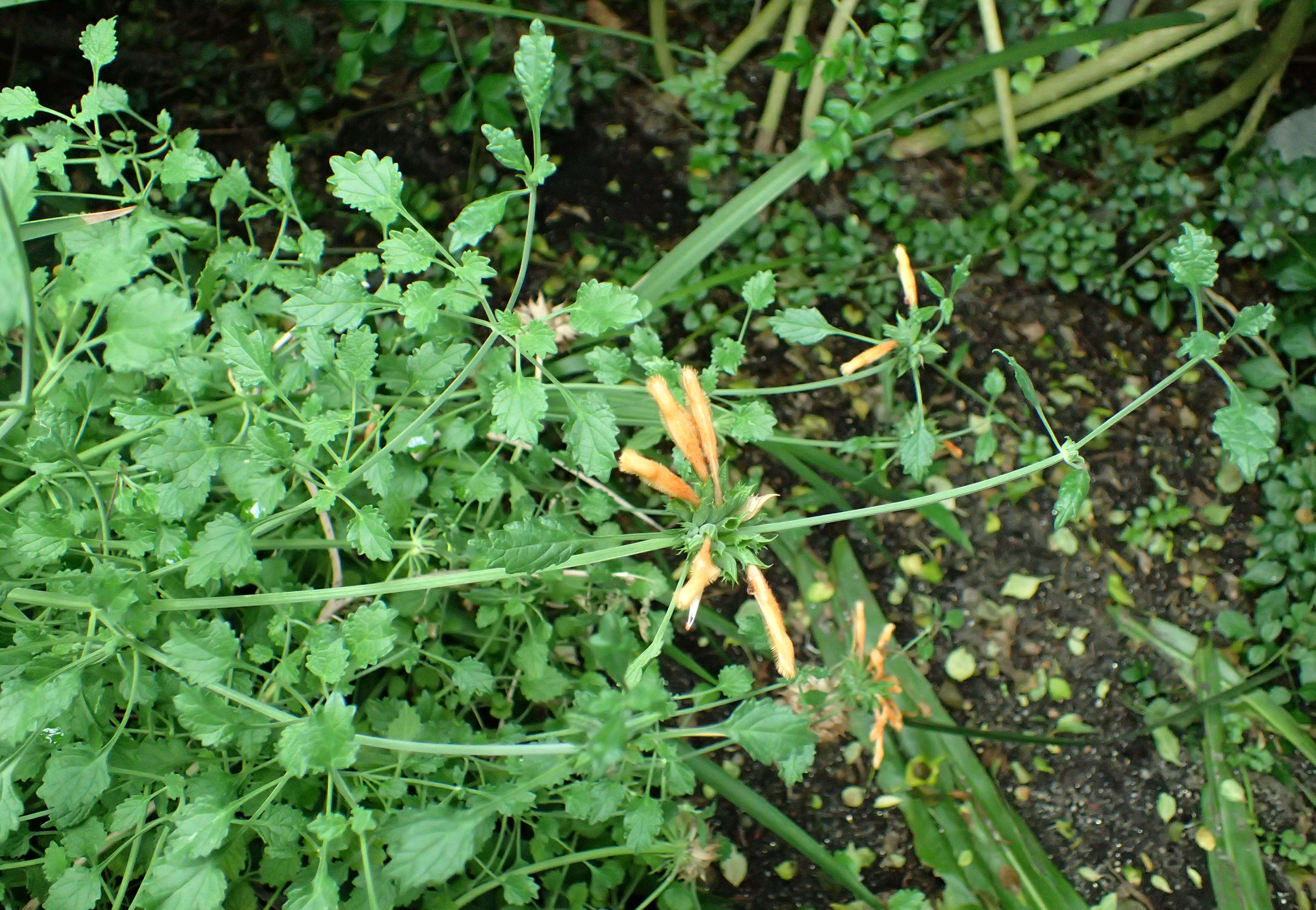 Image of Broadleaf leonotis