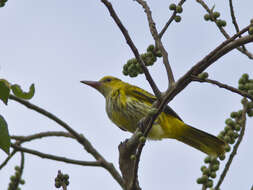 Image of Black-naped Oriole