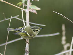 صورة Phylloscopus chloronotus (Gray, JE, Gray & GR 1847)