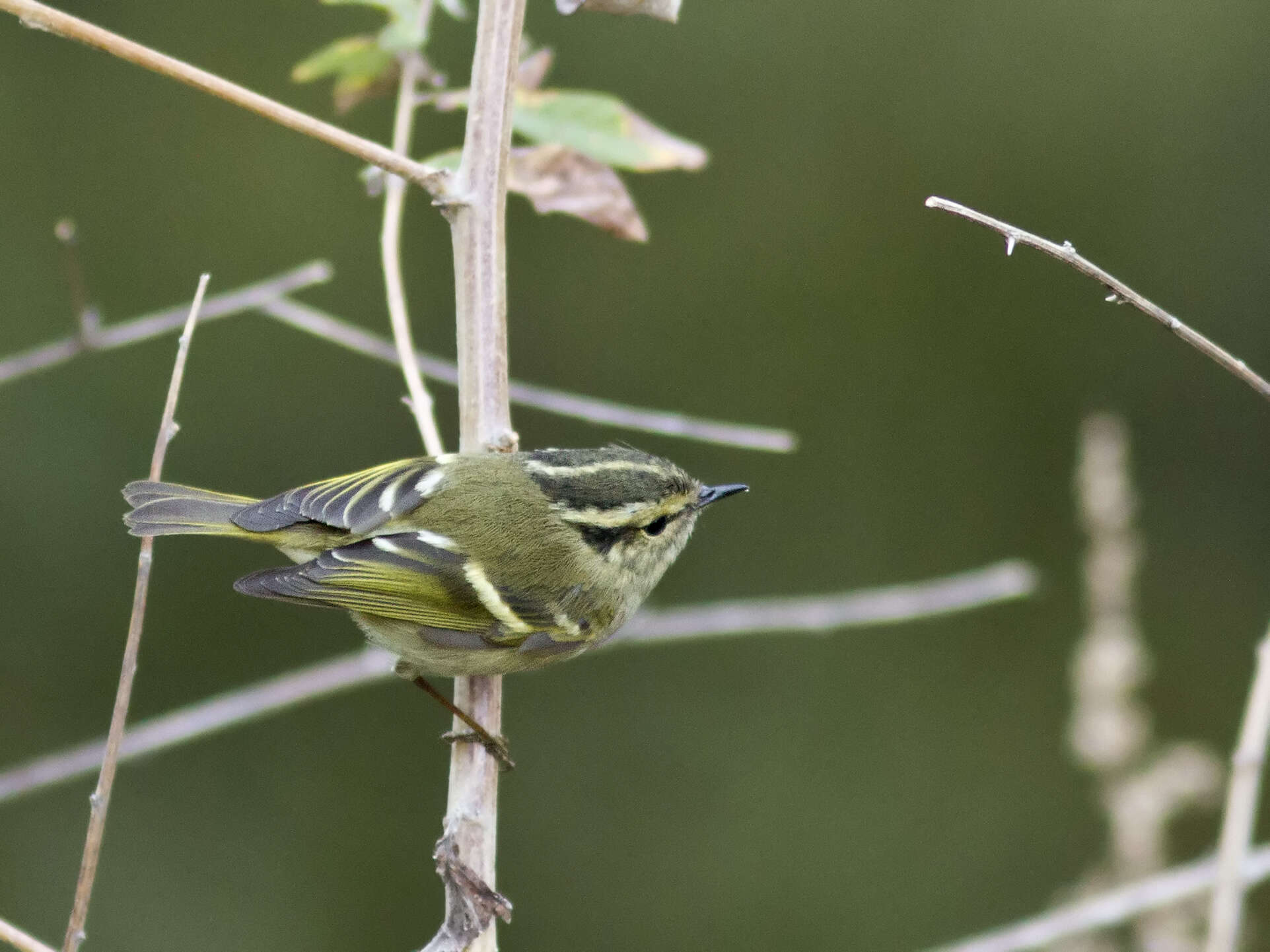 Слика од Phylloscopus chloronotus (Gray, JE, Gray & GR 1847)