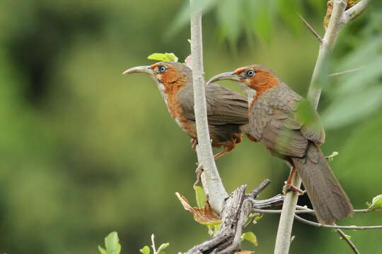 Слика од Pomatorhinus erythrogenys