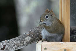 Image of pine squirrel