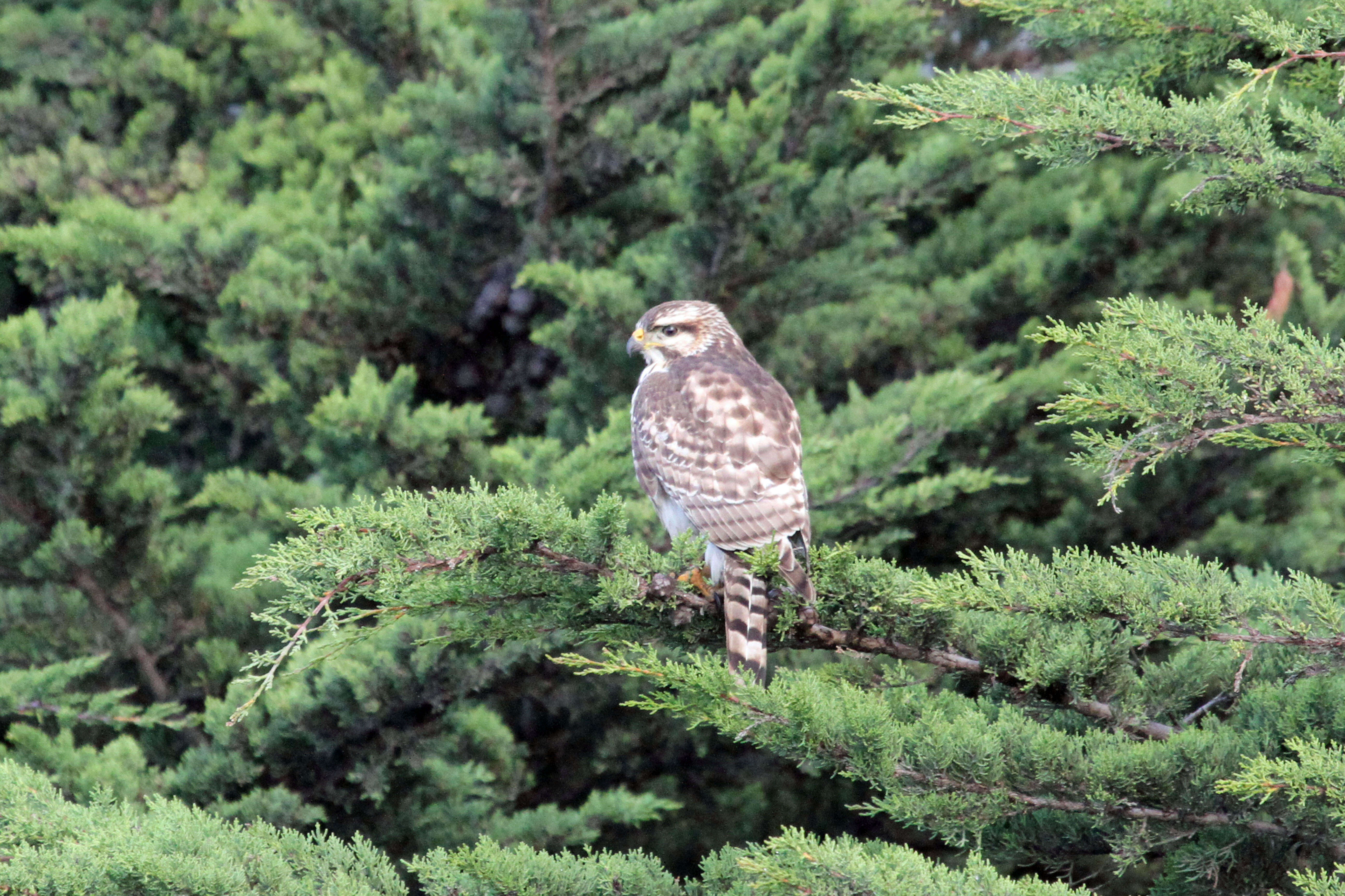 Image of Gray Hawk