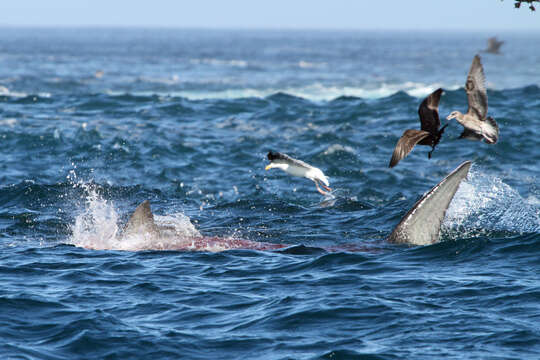 Image of Carcharodon