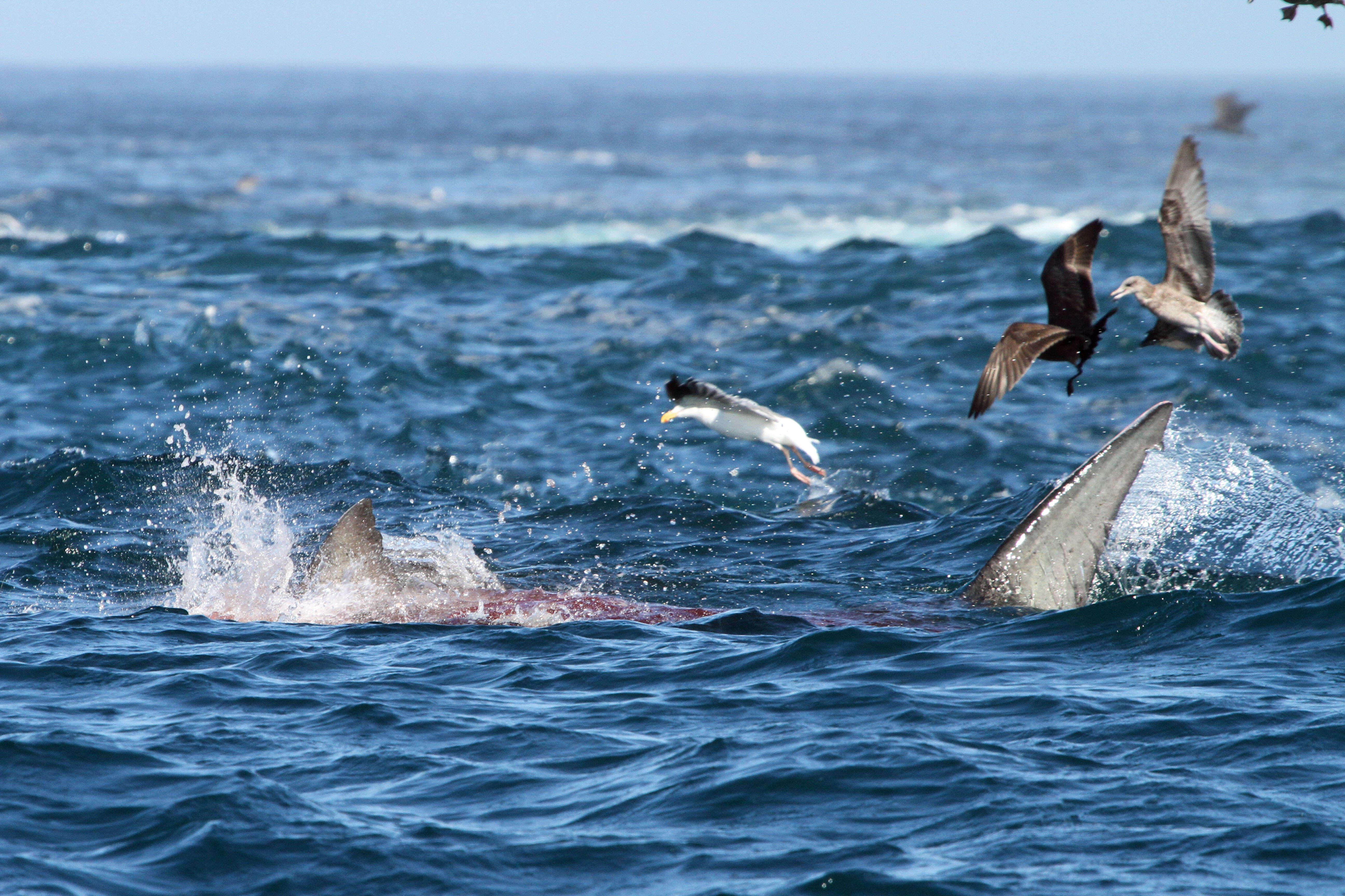 Carcharodon resmi