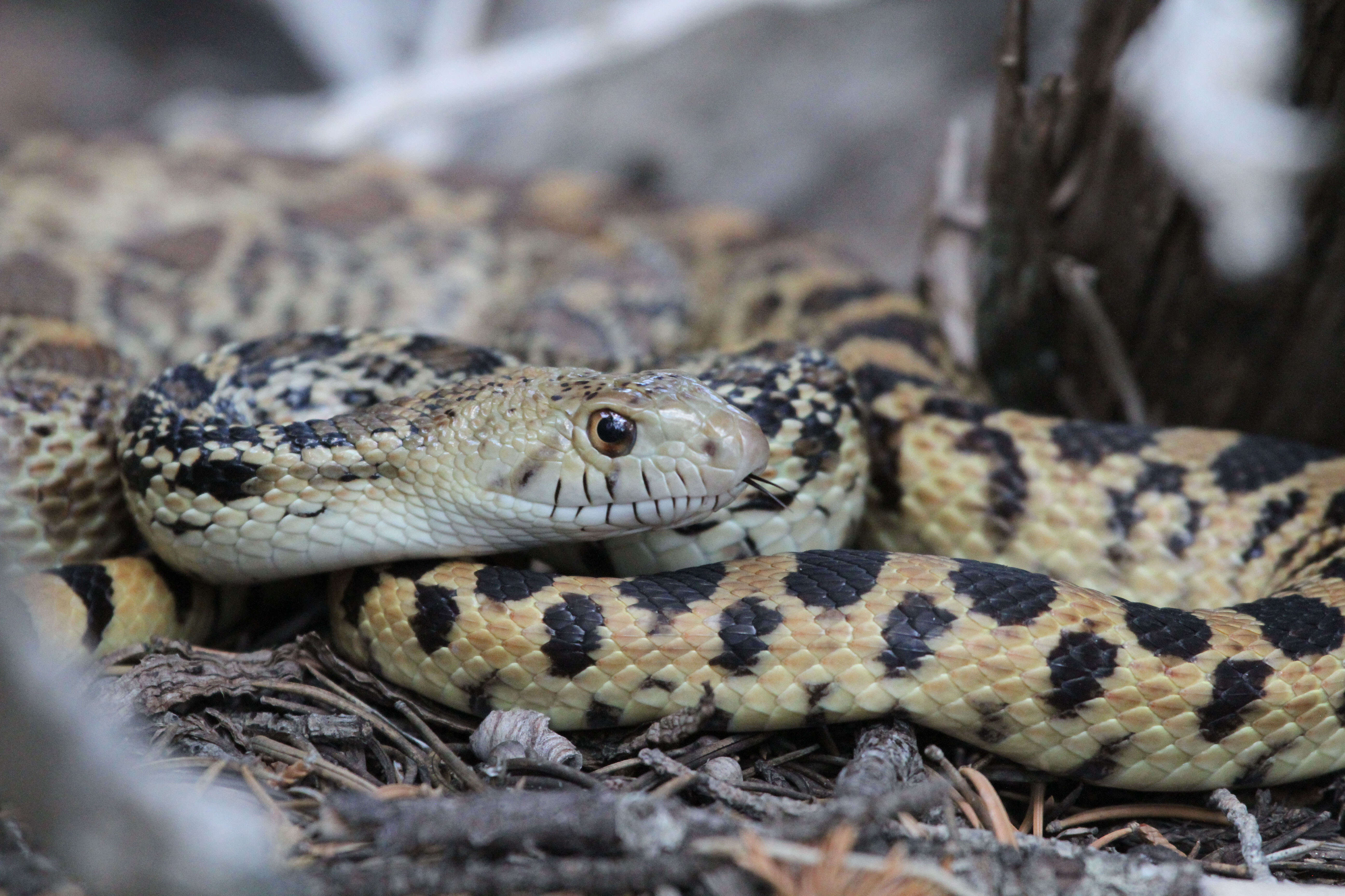 Pituophis catenifer catenifer (Blainville 1835)的圖片