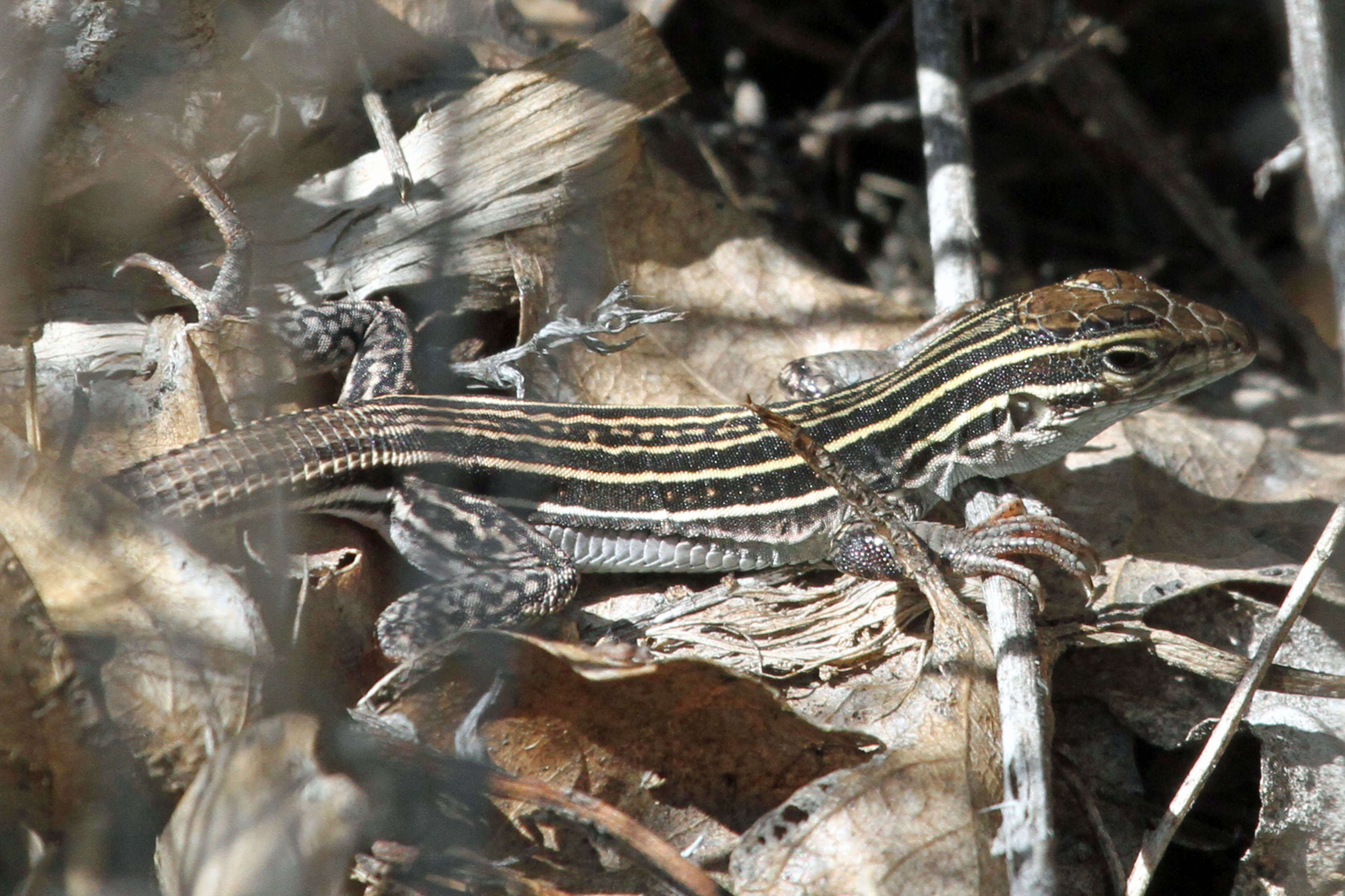 Image of New Mexico whiptail