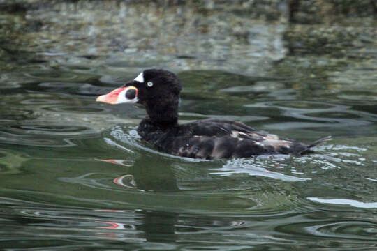 Image of scoter