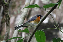 Image of Spectacled Monarch